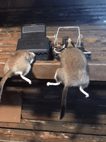 Éradication de rats à Dannemarie (Haut-Rhin) avec pièges mécaniques placés dans un garage infesté