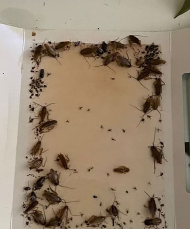 Plaque de détection remplie de cafards dans un appartement à Rixheim (Haut-Rhin), avant traitement