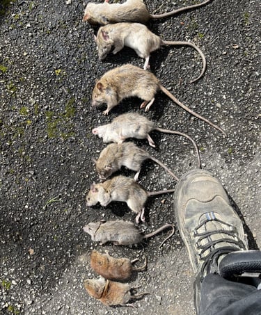 Rats éliminés à Illzach (Haut-Rhin) lors d’une opération de dératisation dans un secteur agricole
