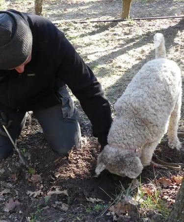 La recherche de truffe non loin du mas de l'Enclos du Soleil le Vent est une spécialité régionale