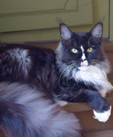 Arod Bashabas Clan's male maine coon besancon