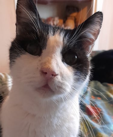 A close up of Charlie looking at the camera