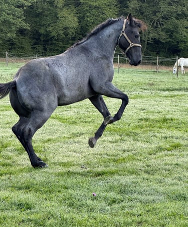 aamericain stallion quarter horse etalon blue roan