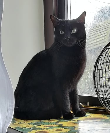 Orla sitting on the window sill
