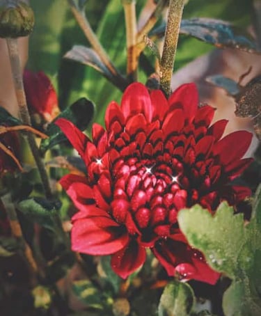 red flower