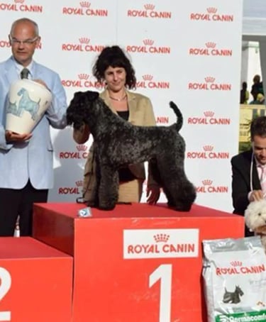 peluqueria canina en Alcorcon Madrid