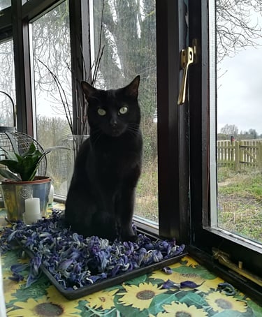 Olivia sitting in a tray of dried flower heads on the window sill