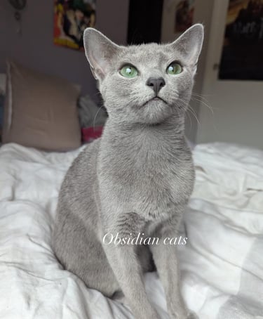 bleu russe obsidian cats