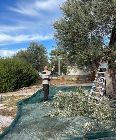 Huile d'olive direct producteur - Villa Port Olivier - Villa à louer en Grèce - île de Lesbos