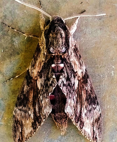Convolvulus Hawk Moth noticed at Rice Storage Godown located at Mallaram of Nizamabad District, Telangana