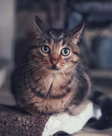 Un chat qui regarde vers nous surpris