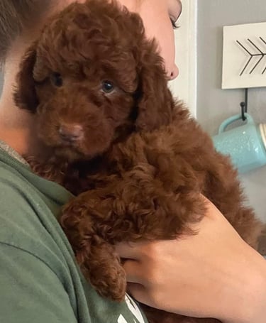 a woman holding a brown puppy puppy in her arms