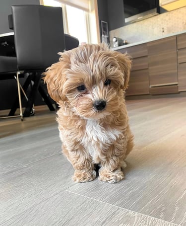 Teacup Maltipoo Puppies for Sale