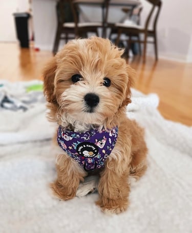 Maltipoo puppies for sale