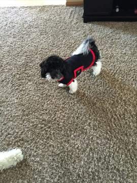 black and white maltipoo wearing a cloth