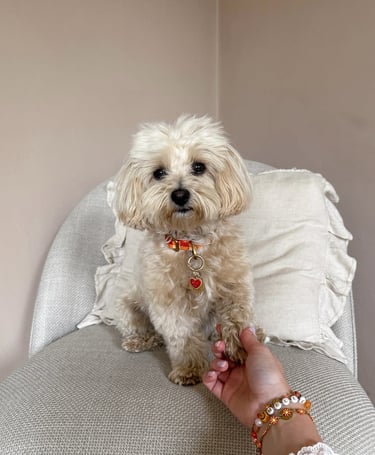 maltipoo-is-hyper