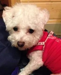 maltipoo-pup