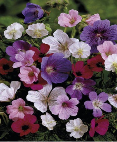 géraniums plante pour tombe livraison en maine et loire, mayenne