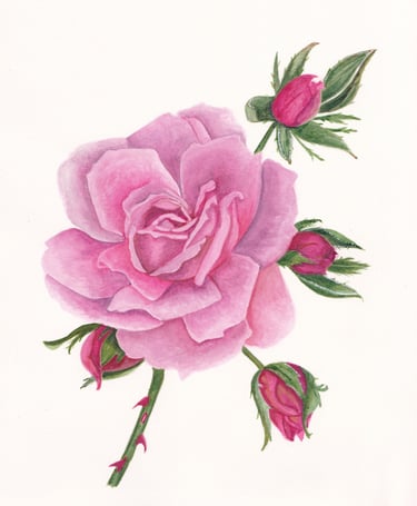 Watercolour of a rose flower with white background