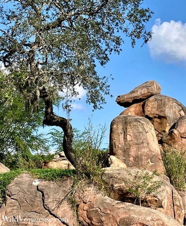 Les lions de Kilimanjaro Safaris d'Animal Kingdom à Walt Disney World en Floride