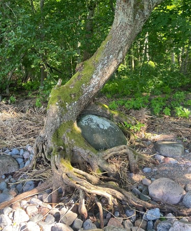Estonie - Rocher entouré par un arbre