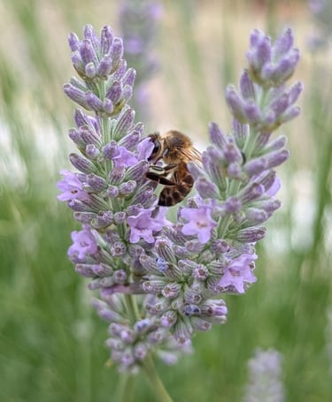 abeille qui butine de la lavande