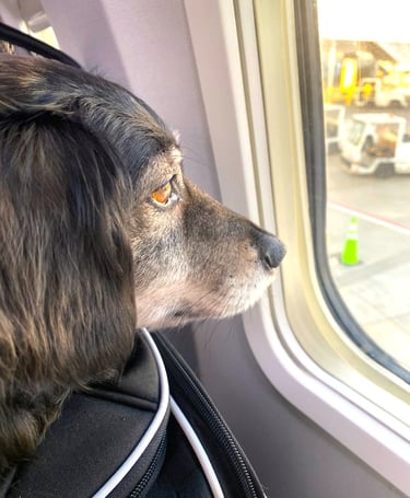 A long-haired dachshund mix stares out an airplane window at the airport tarmac and vehicles.