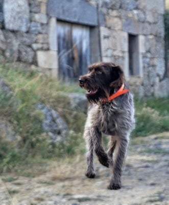 Chien de race griffon qui marche sur un chemin