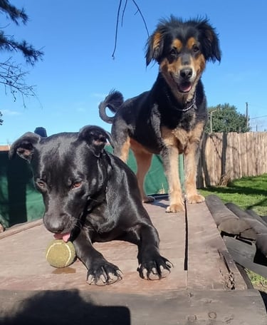 two dogs are standing on a wooden platform