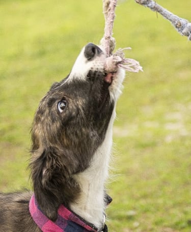 a dog is playing with a rope - tied rope