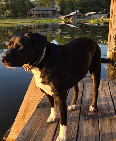 Dog#2