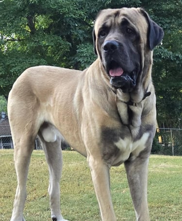 Dog#1