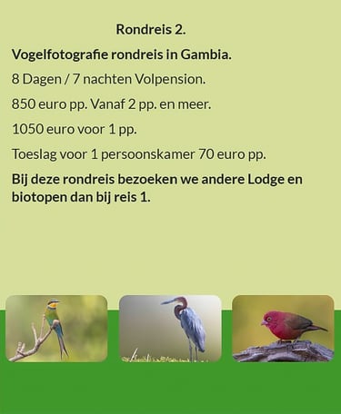 Flyer Tour 2 – 8-daagse vogelfotografie Gambia rondreis met full board, prijs vanaf €850 p.p., inclu