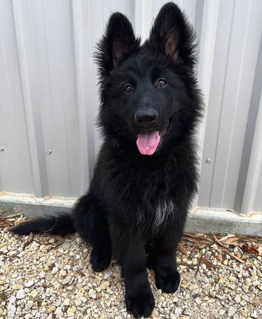 german shepherd Puppies for Sale