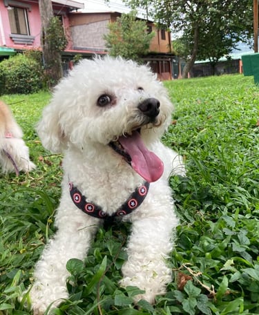 perrito feliz