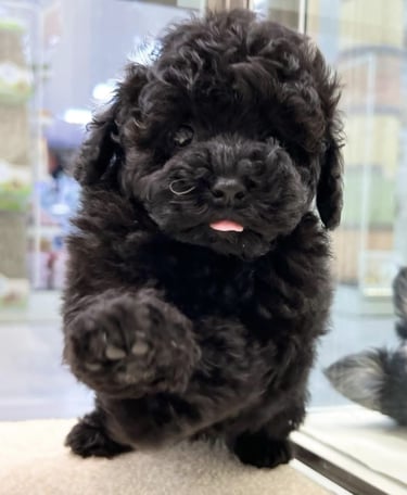 Un feliz cachorro de refugio juega en el césped bajo el cálido sol español.
