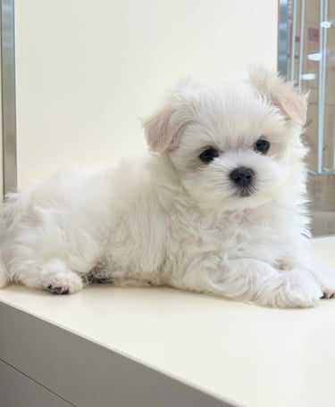 Bichonmalteseenadopcion