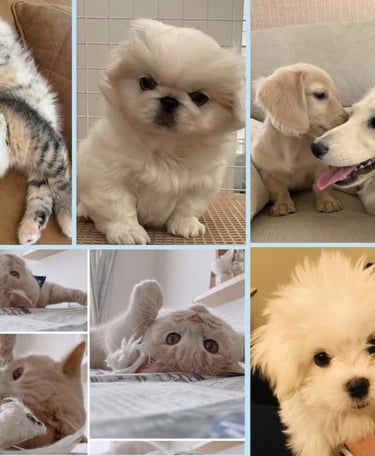 gati, maltes, golden retriever , gati, maltese
