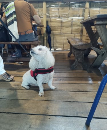 french poodle acompañando a su dueño en el Hato de Evelio somos pet friendly