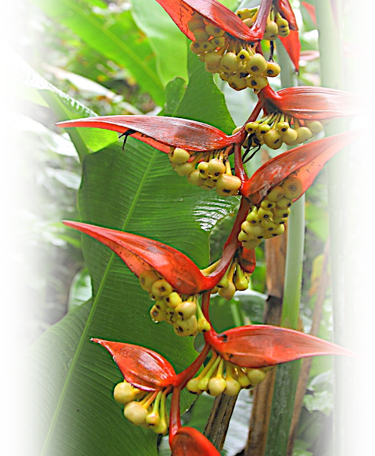 a plant with red flowers and green leaves