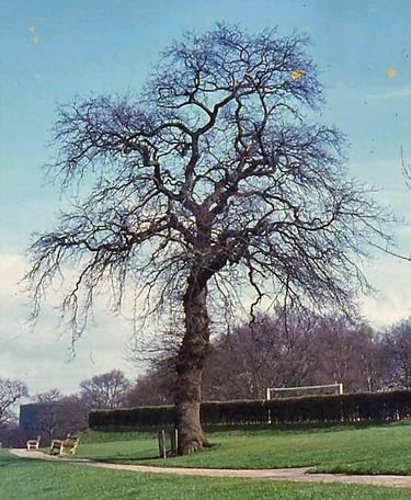 Hilbert Recreation Ground, Tunbridge Wells TN2 3SF
