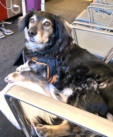 A dog looks at the camera while lounging on a metal chair in an airport awaiting his next flight