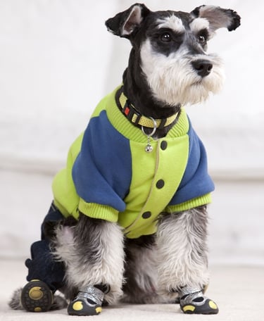 perro peludo con chaleco azul y verde