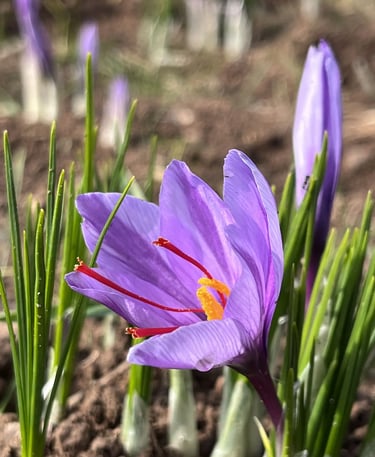 flor de acafrao ma saffron maland company co.