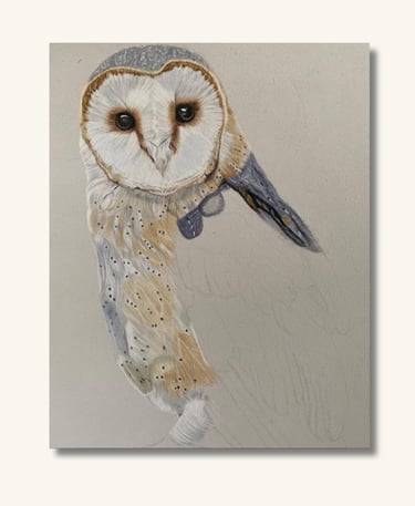 Realistic barn owl portrait created in soft pastel by Australian wildlife artist Sharan.