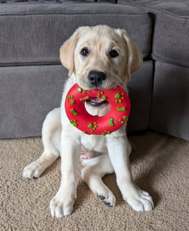 Labrador Retriever Puppies for Sale
