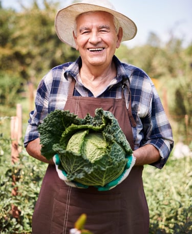 Agricultor sonriente sostiene una col grande fresca en huerto al aire libre