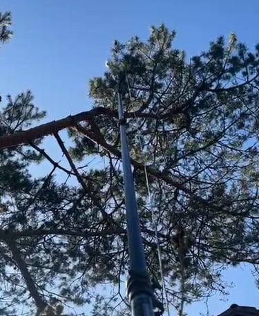 retrait nid de chenilles processionnaires bonneville