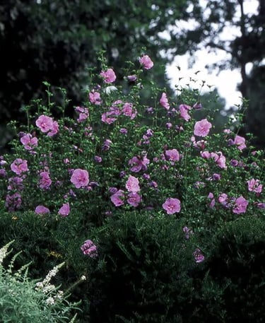 Lavender Chiffon Rose of Sharon