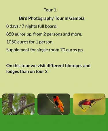 Flyer Tour 1 – 8-day bird photography tour in Gambia with full board, price from €850 per person, vi